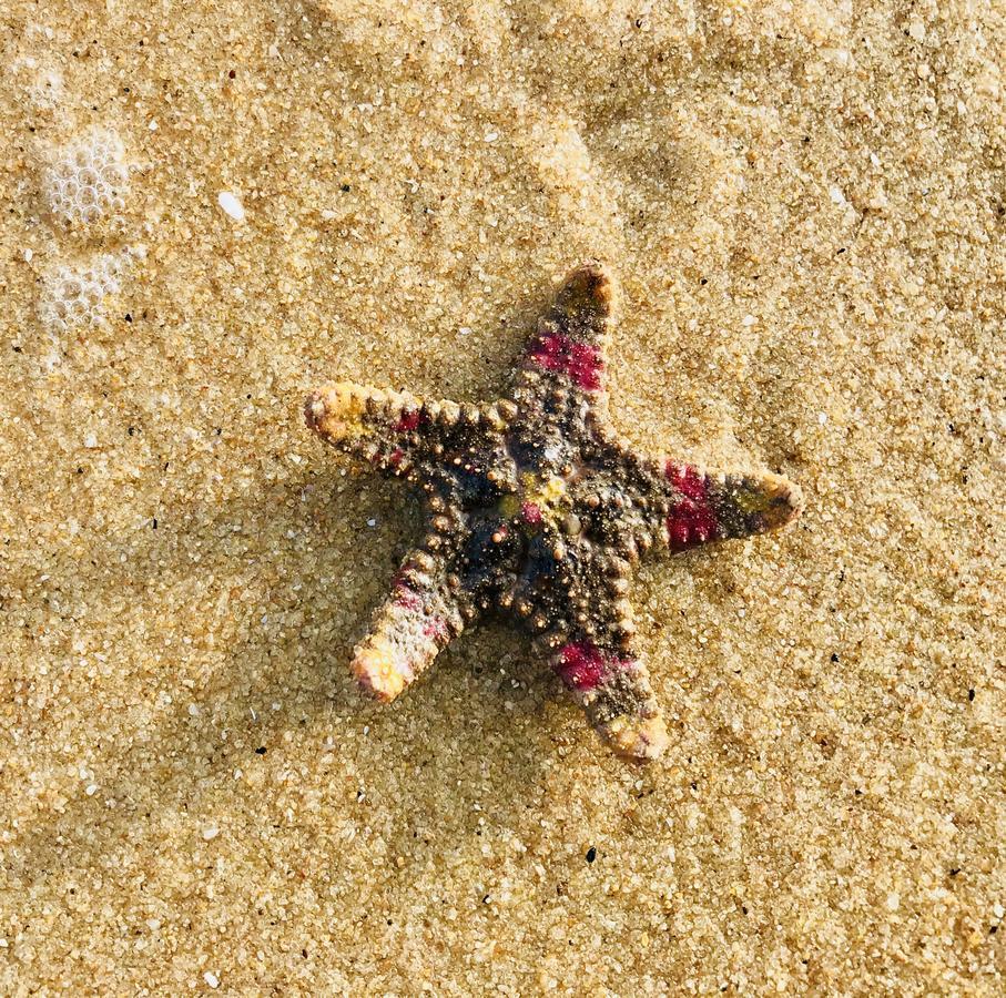 Starfish Beach Bungalows Аругам-Бей Екстер'єр фото