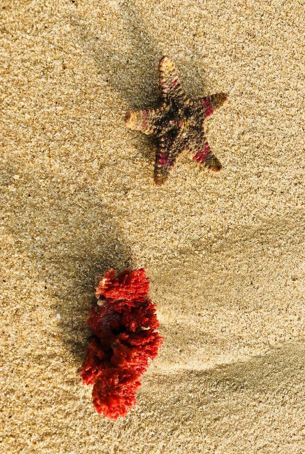 Starfish Beach Bungalows Аругам-Бей Екстер'єр фото